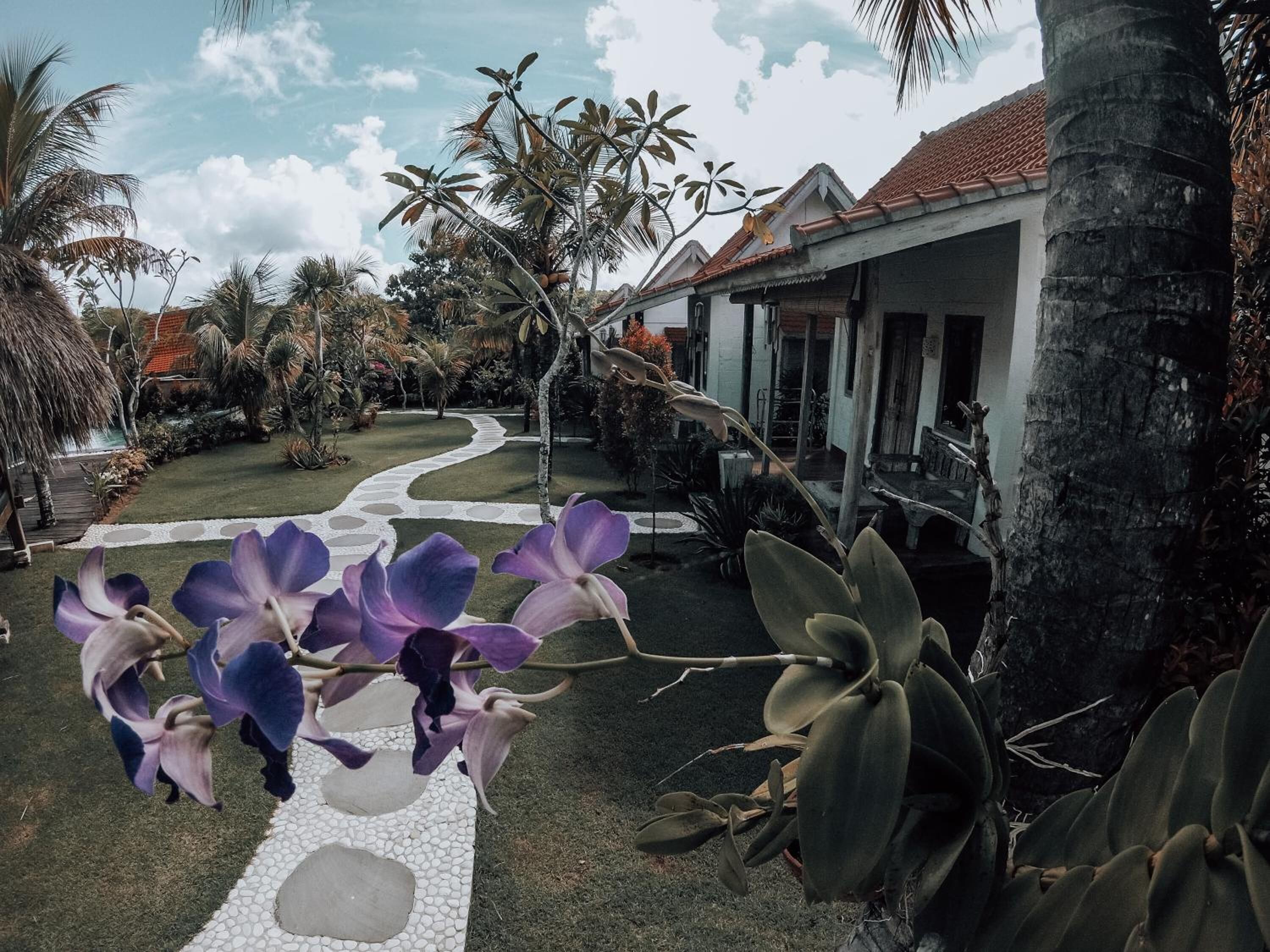 A tropical garden with a pathway leading to a building with a tiled roof.