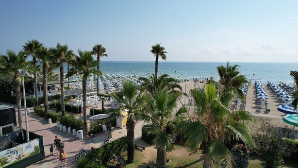 A beach resort with rows of beach chairs and umbrellas, palm trees, and a view of the ocean.