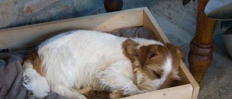 A wooden crate labeled "RUDY FRONT OFFICE" with a sleeping dog inside.
