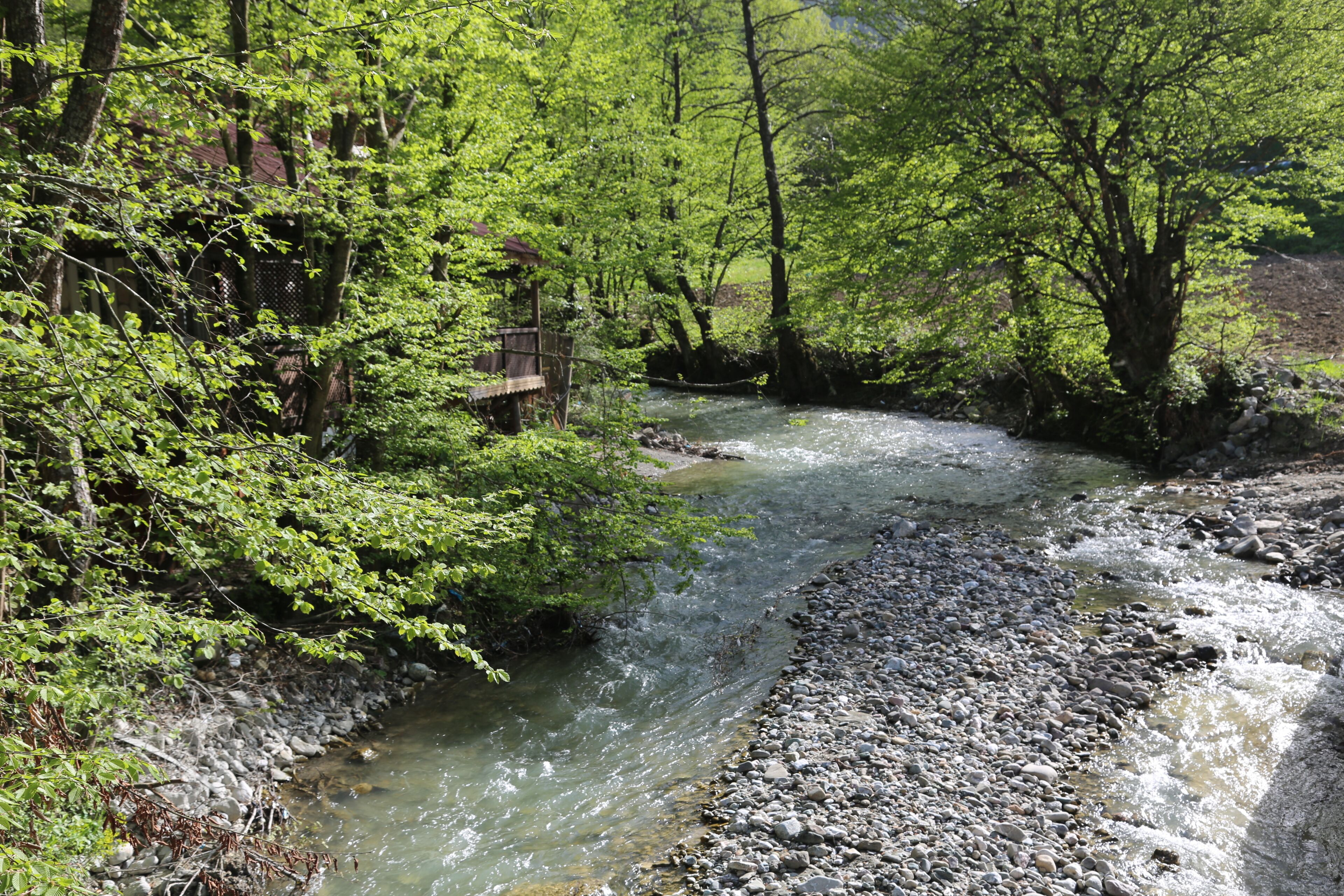 A river flowing through a forested area with a wooden bridge.