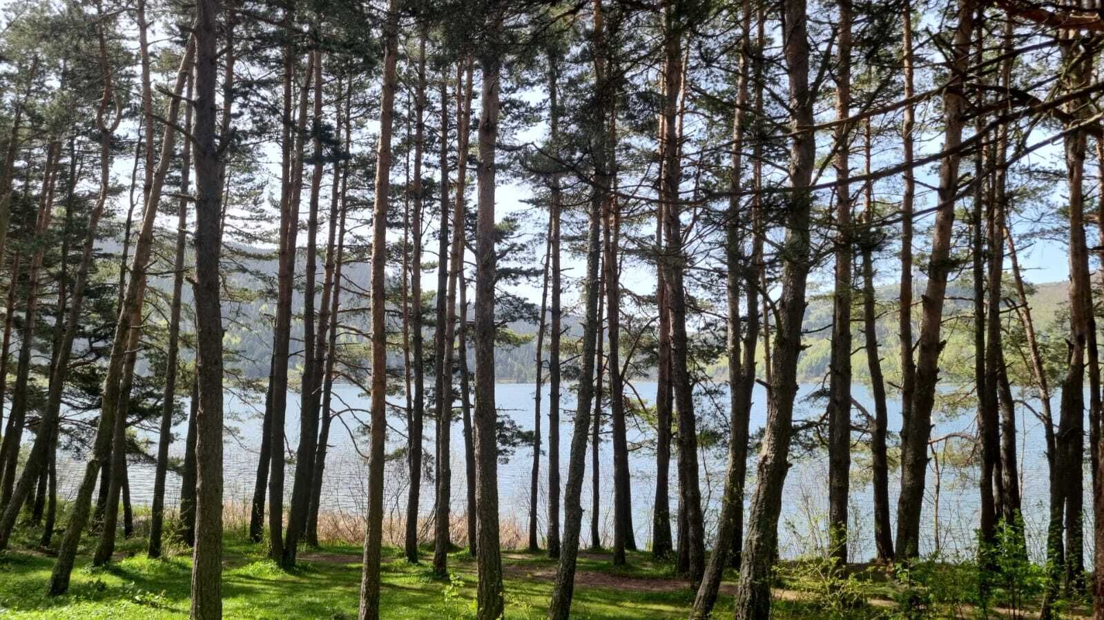 Un bosque denso con árboles altos y un lago al fondo.