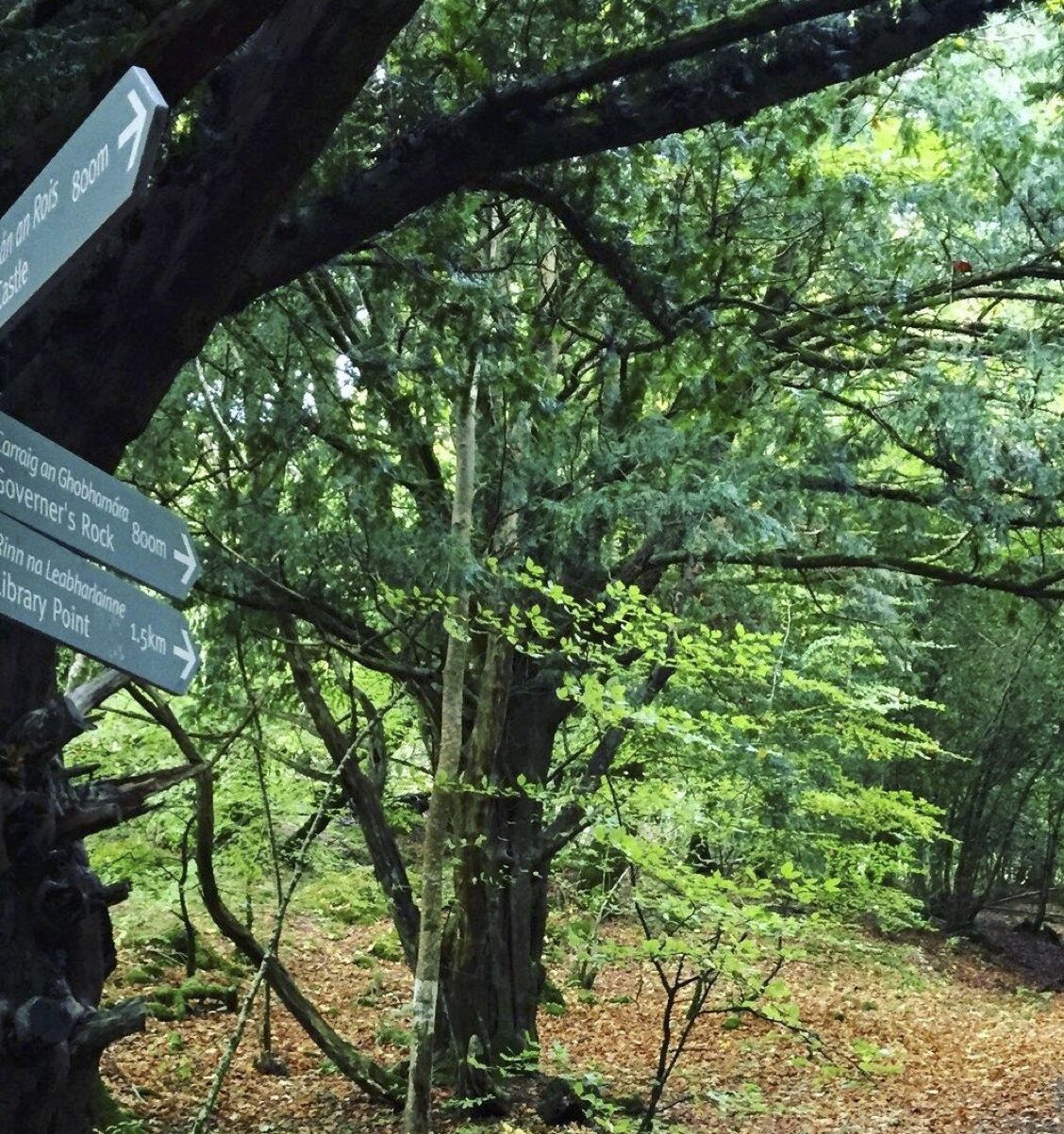 En skiltov i en skov, der viser vej til 'Graham's Rock' og 'Library Point'.
