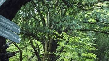 Un segnale stradale in una foresta indica 'Graham's Rock' e 'Library Point'.