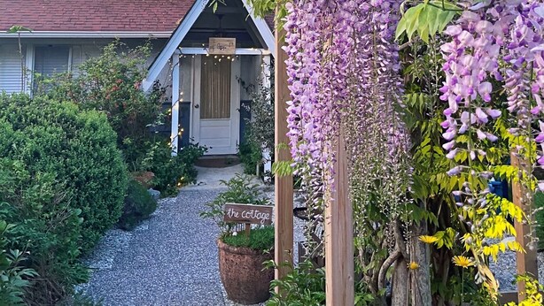 A cottage with a porch, surrounded by lush greenery and purple wisteria vines. - Wisteria Guest House (Salt Spring Island)