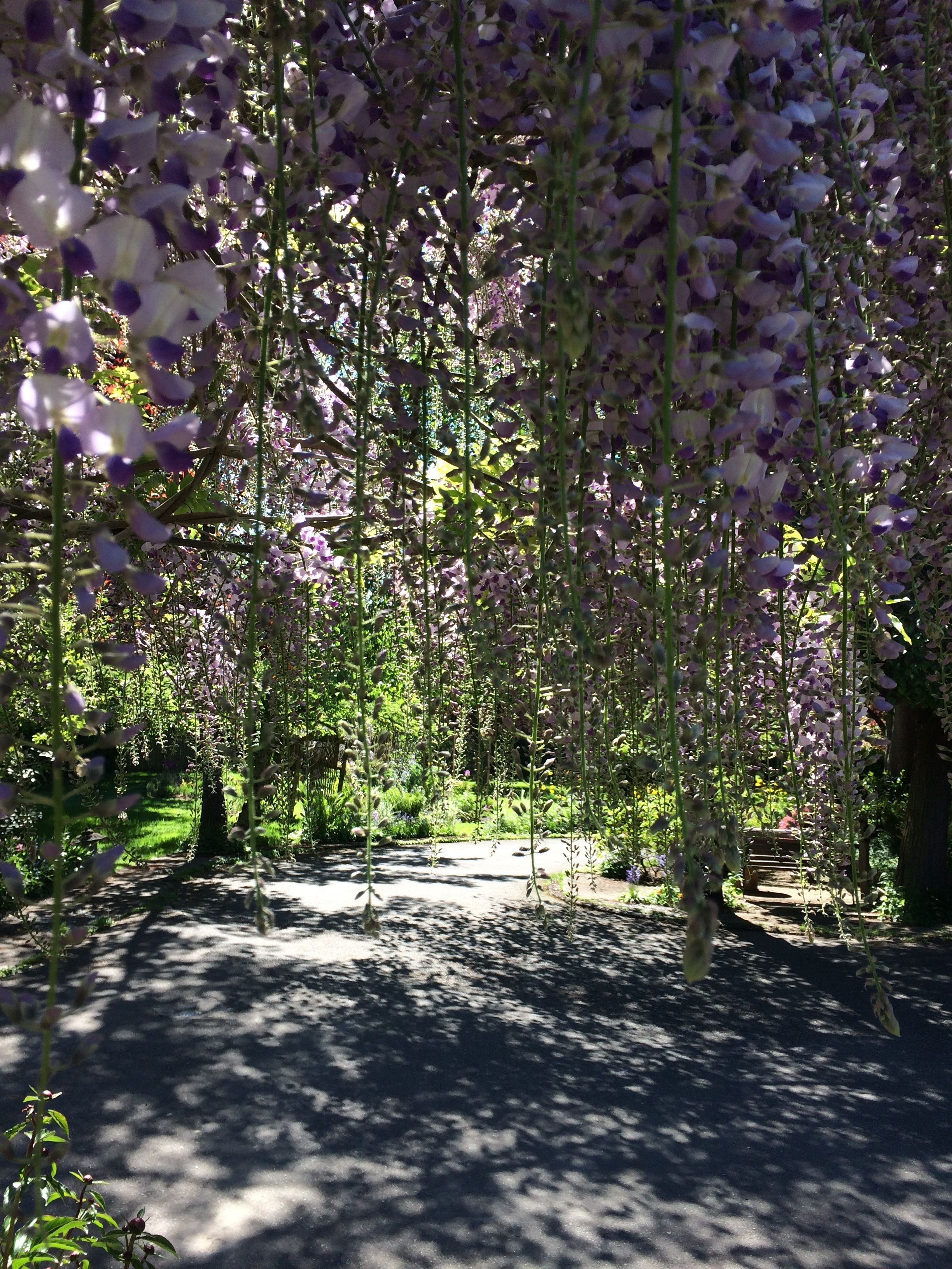 A pathway lined with purple flowers and greenery.
