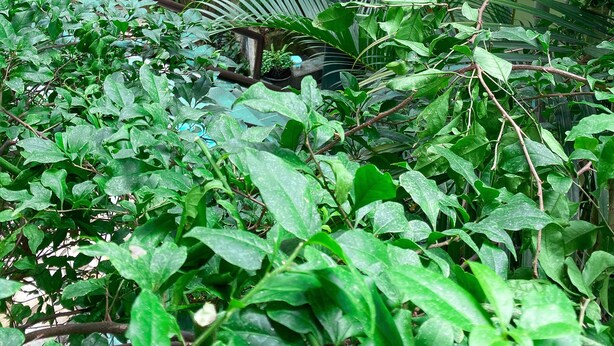 Un edificio de varios niveles con balcones, rodeado de exuberante vegetación y plantas tropicales.