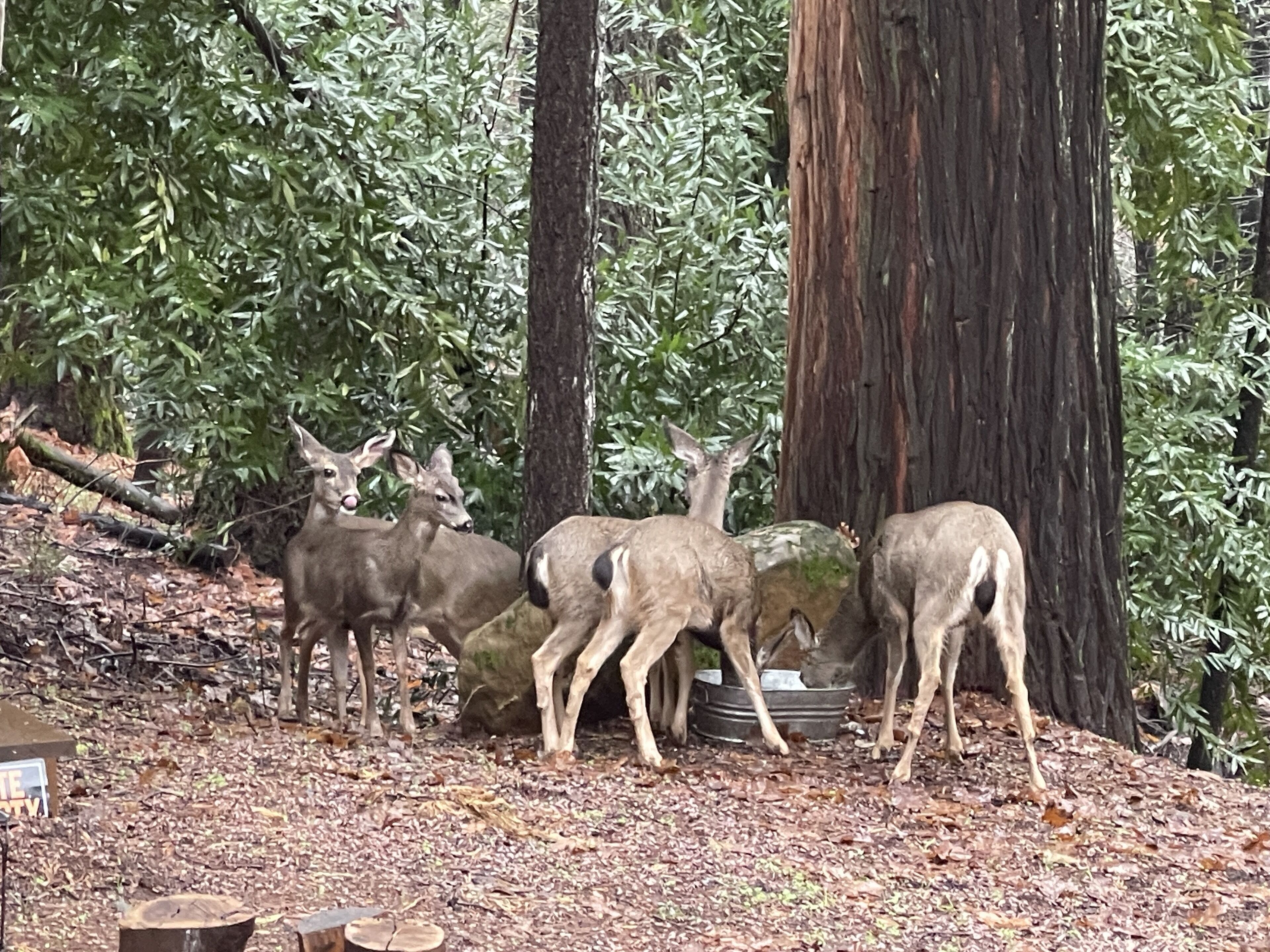 A group of deer in a forested area with trees and a fallen log.