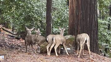 A group of deer in a forested area with trees and a fallen log.