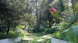 Ein Gartenpfad, umgeben von üppigem Grün und Bäumen.