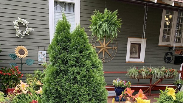 A garden with various plants and flowers in front of a house.