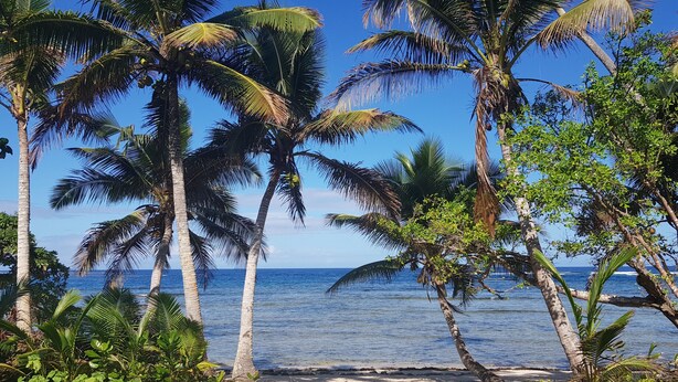 Ein Strand mit Palmen und freiem Blick auf den Ozean.