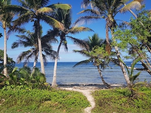 A beach with palm trees and a clear view of the ocean. - Fiji Lodge Vosa Ni Ua (Savusavu)