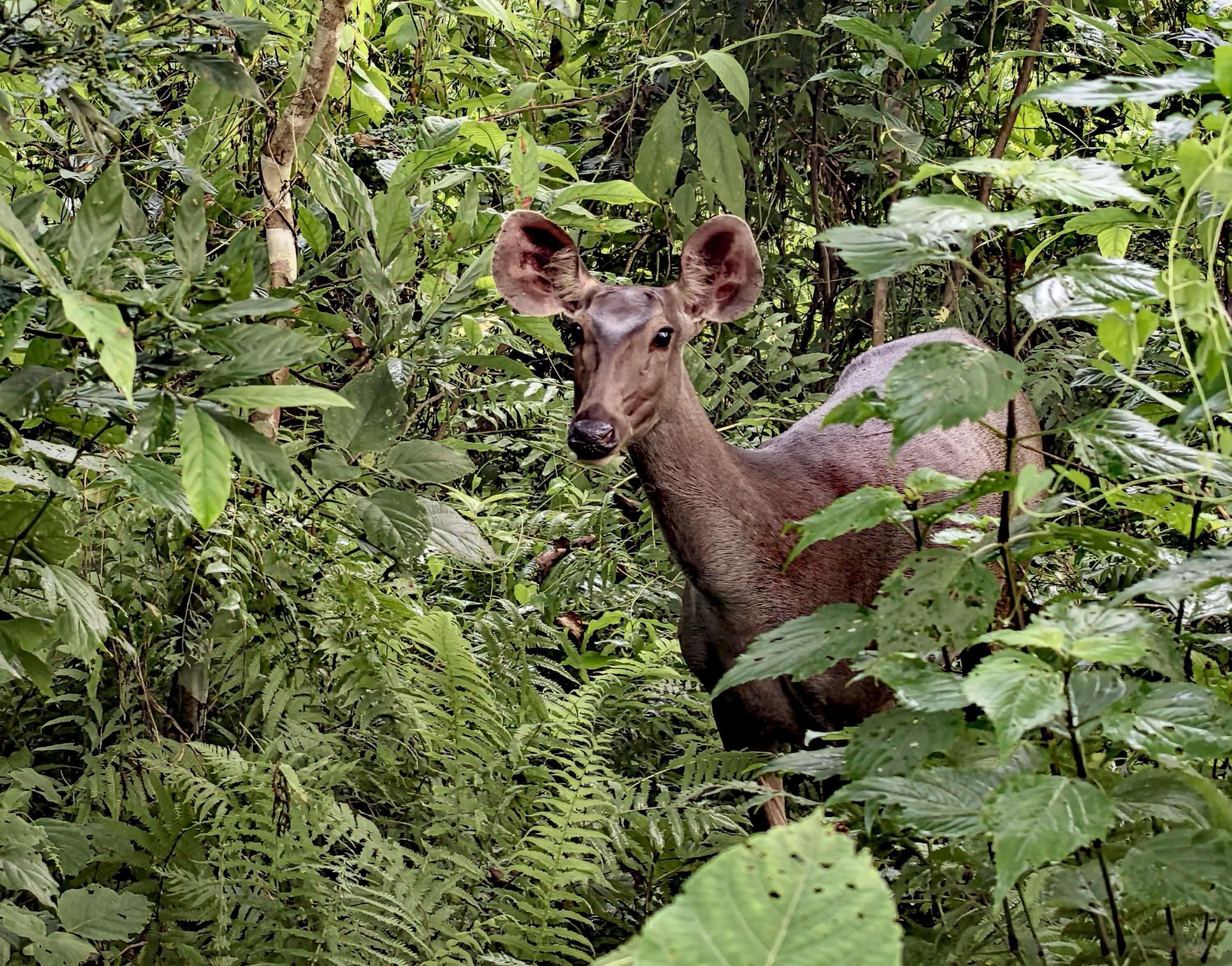 A deer in a dense, green forest.