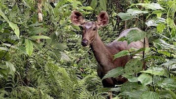 A deer in a dense, green forest.