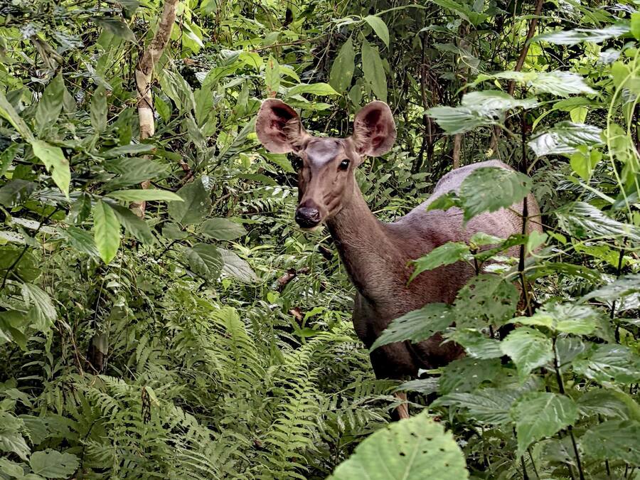 A deer in a dense, green forest.