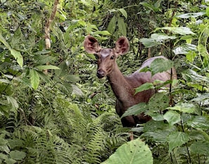 Un cerf dans une forêt dense et verdoyante.