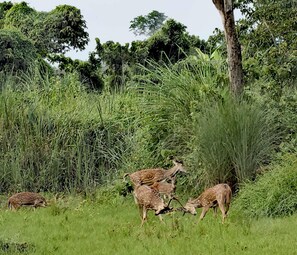 A group of deer in a grassy field with dense foliage and trees in the background. - Best Western Siraichuli Hotel (Bharatpur)