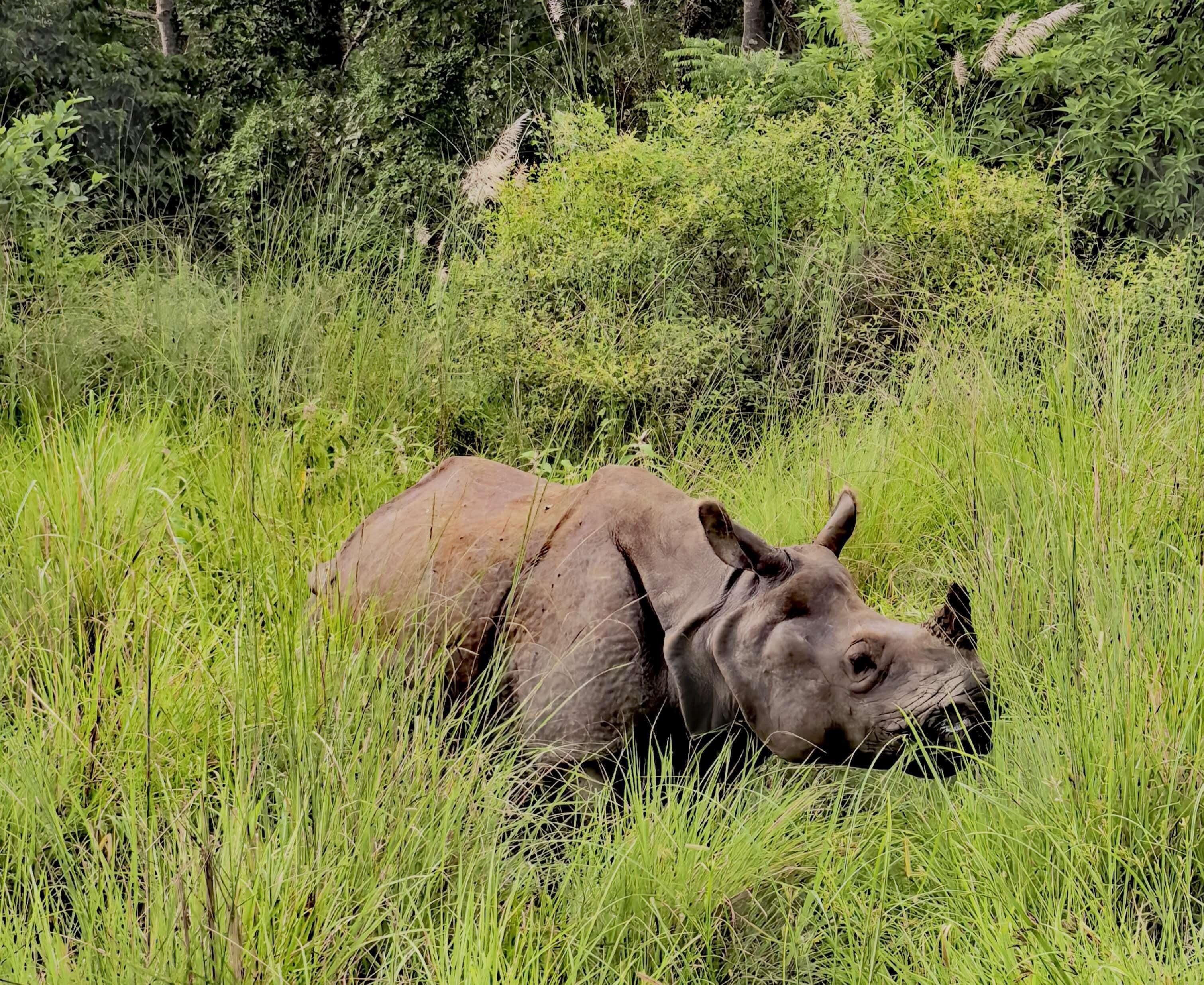 A rhinoceros in a grassy field with dense foliage in the background.