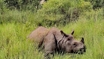 A rhinoceros in a grassy field with dense foliage in the background.
