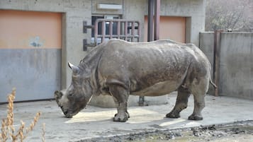 A rhinoceros in an enclosure with concrete walls and a metal gate.