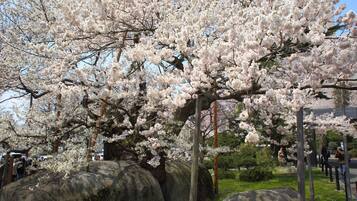 A cherry blossom tree in full bloom with a stone pathway and a few people in the background.