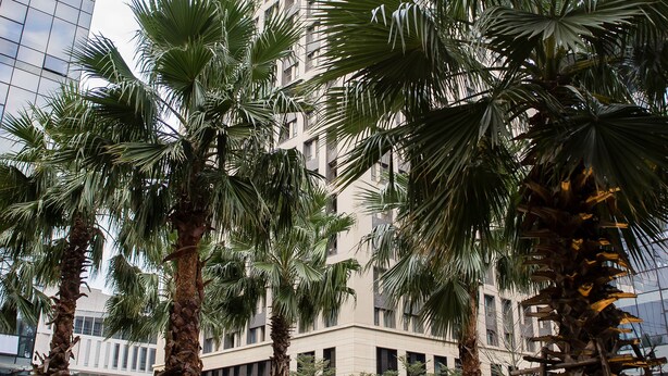 A tall building with a modern glass facade, surrounded by palm trees and a parking area with motorcycles.
