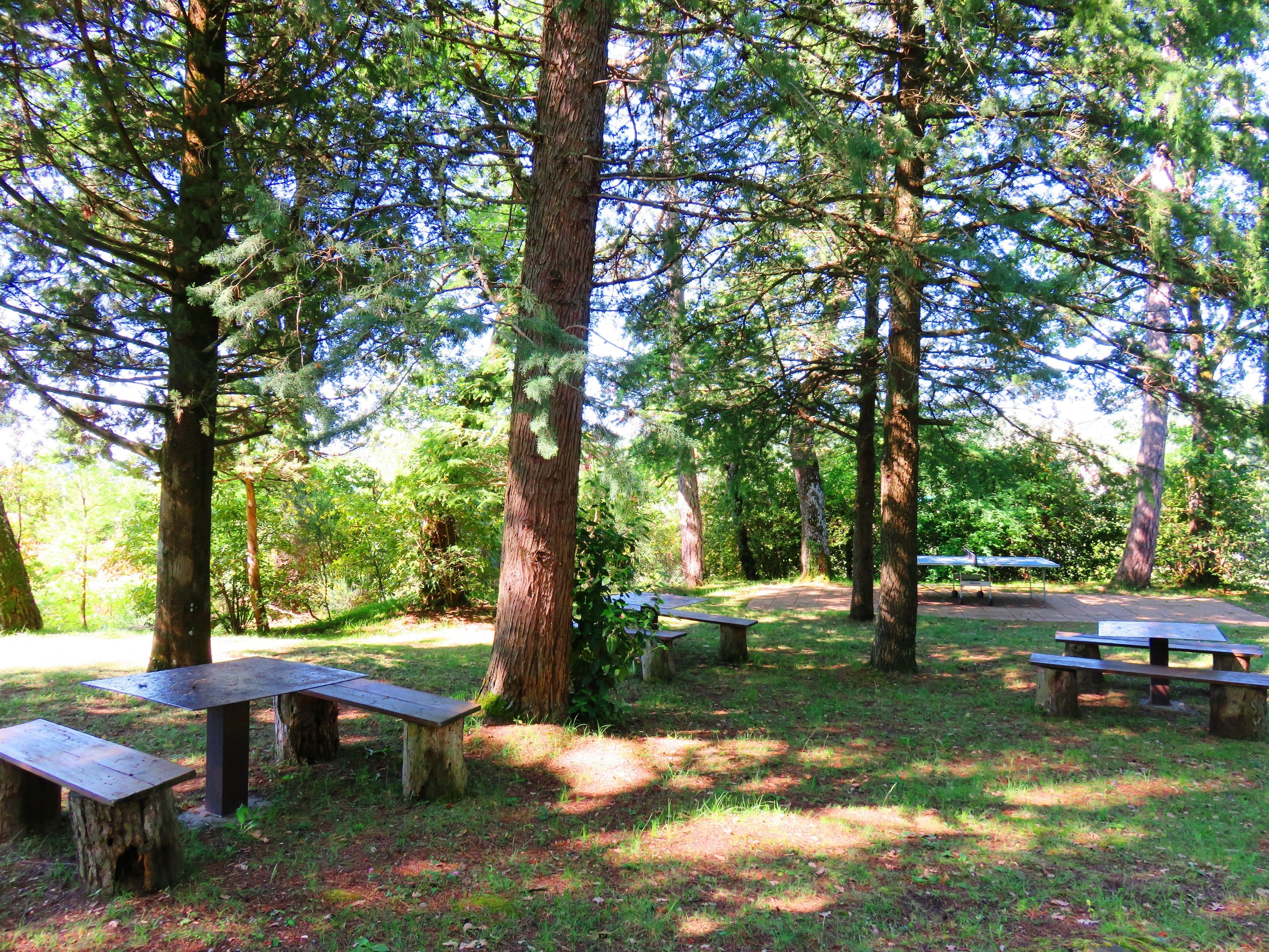 A forested campsite with picnic tables and benches.