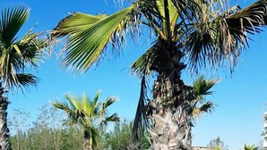 Jardim