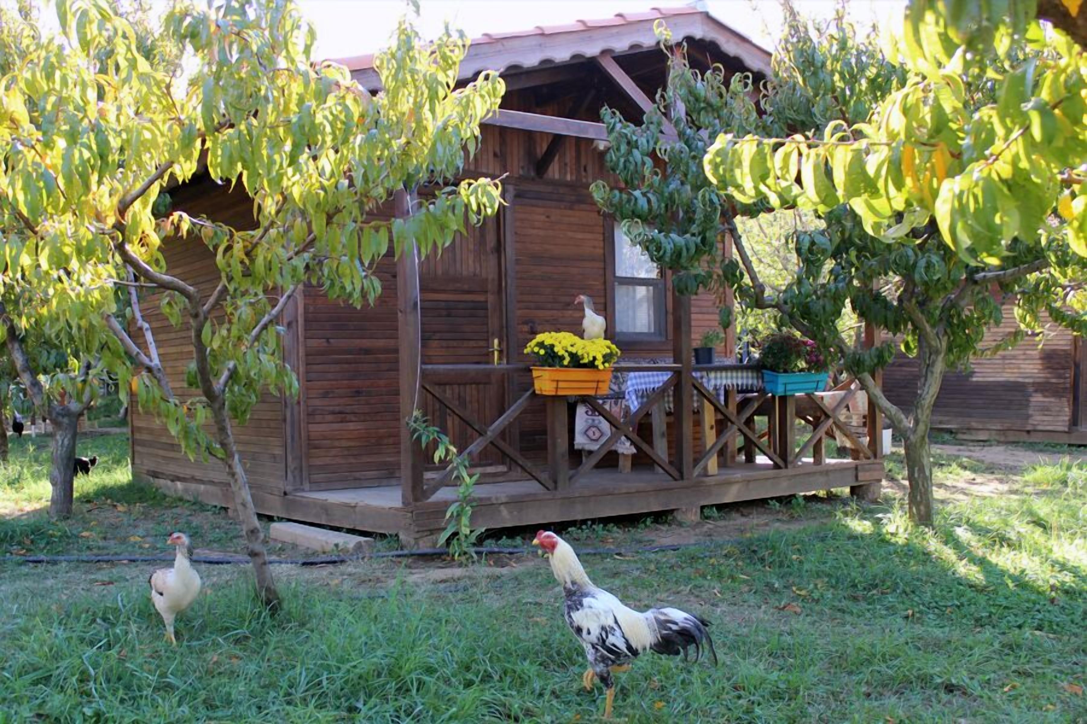 Uma cabana de madeira rústica com varanda, rodeada por árvores e grama.
