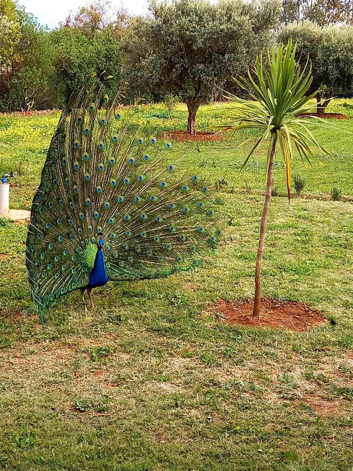 Foto - Hotel & Spa La Ferme El Dar