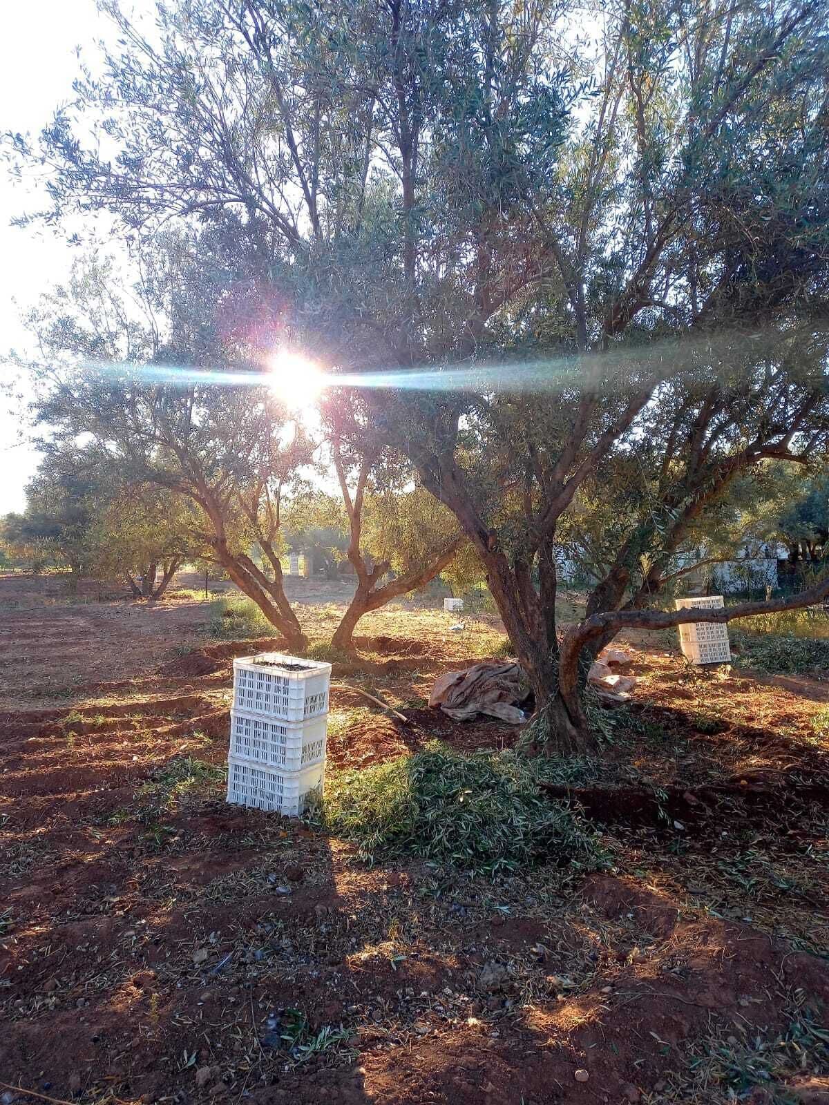 Foto - Hotel & Spa La Ferme El Dar