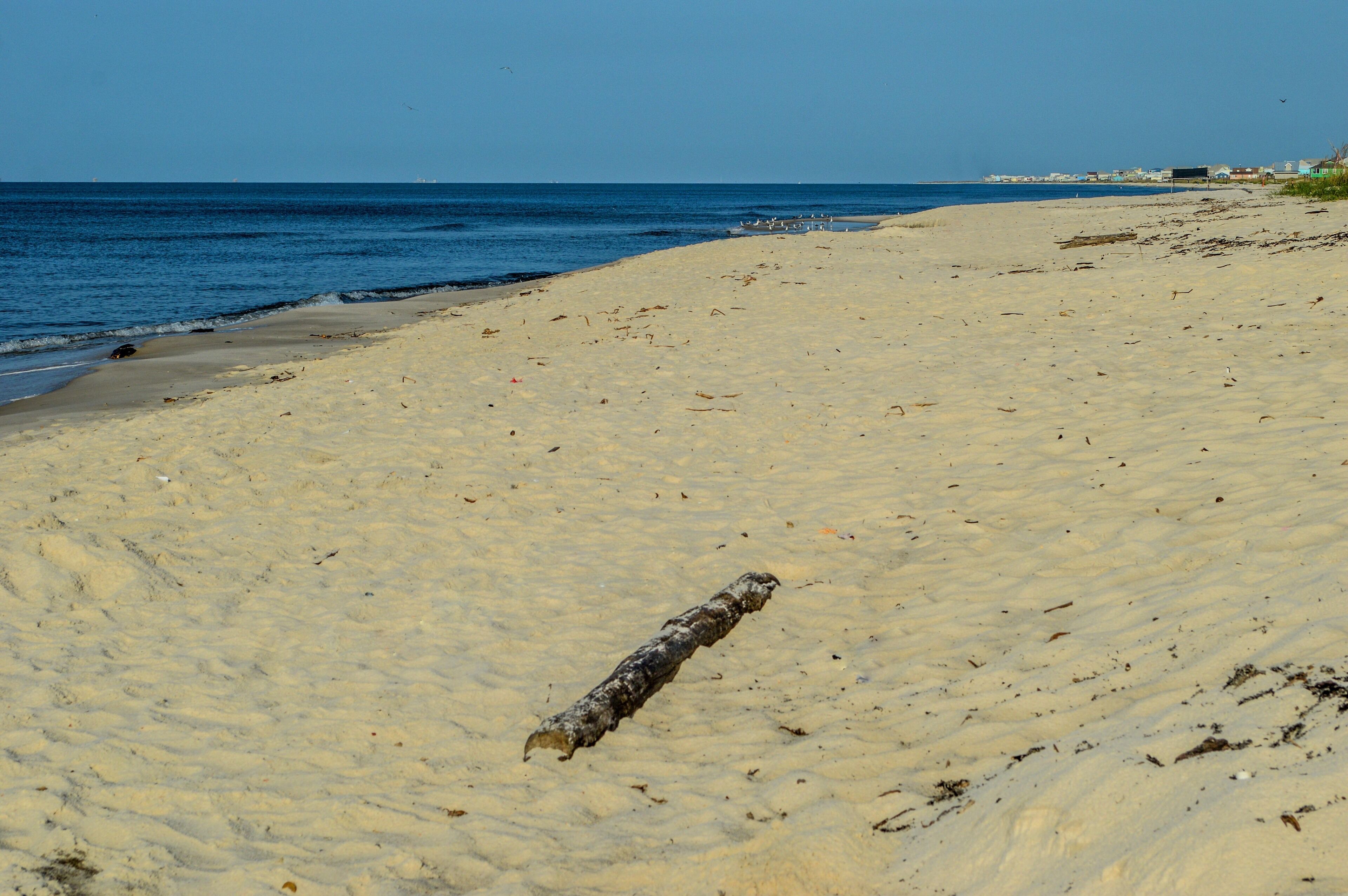 A sandy beach with a single piece of driftwood.