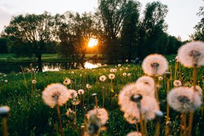 Garden - Usadba Skornyakovo-Arhangelskoye (Skornyakovo)