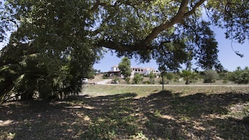Un grand arbre se dresse dans une zone herbeuse, avec une maison en arrière-plan.