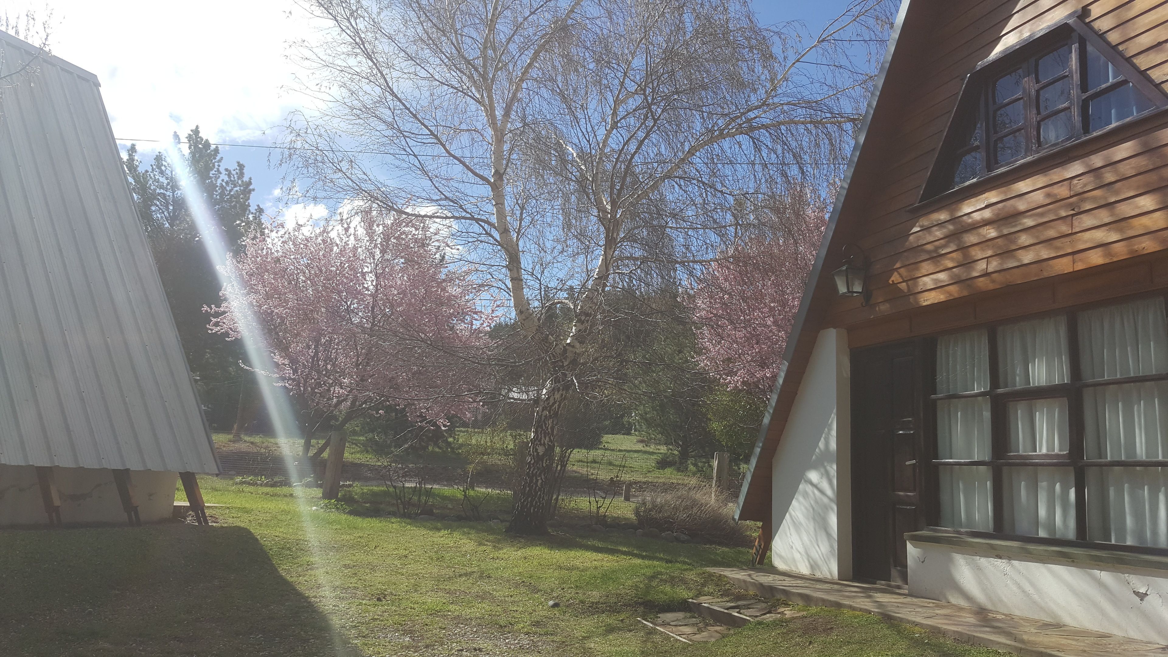 Ein Holthaus mit einem großen Fenster und einer Tür, umgeben von einem grasbewachsenen Hof und Bäumen mit rosa Blüten.