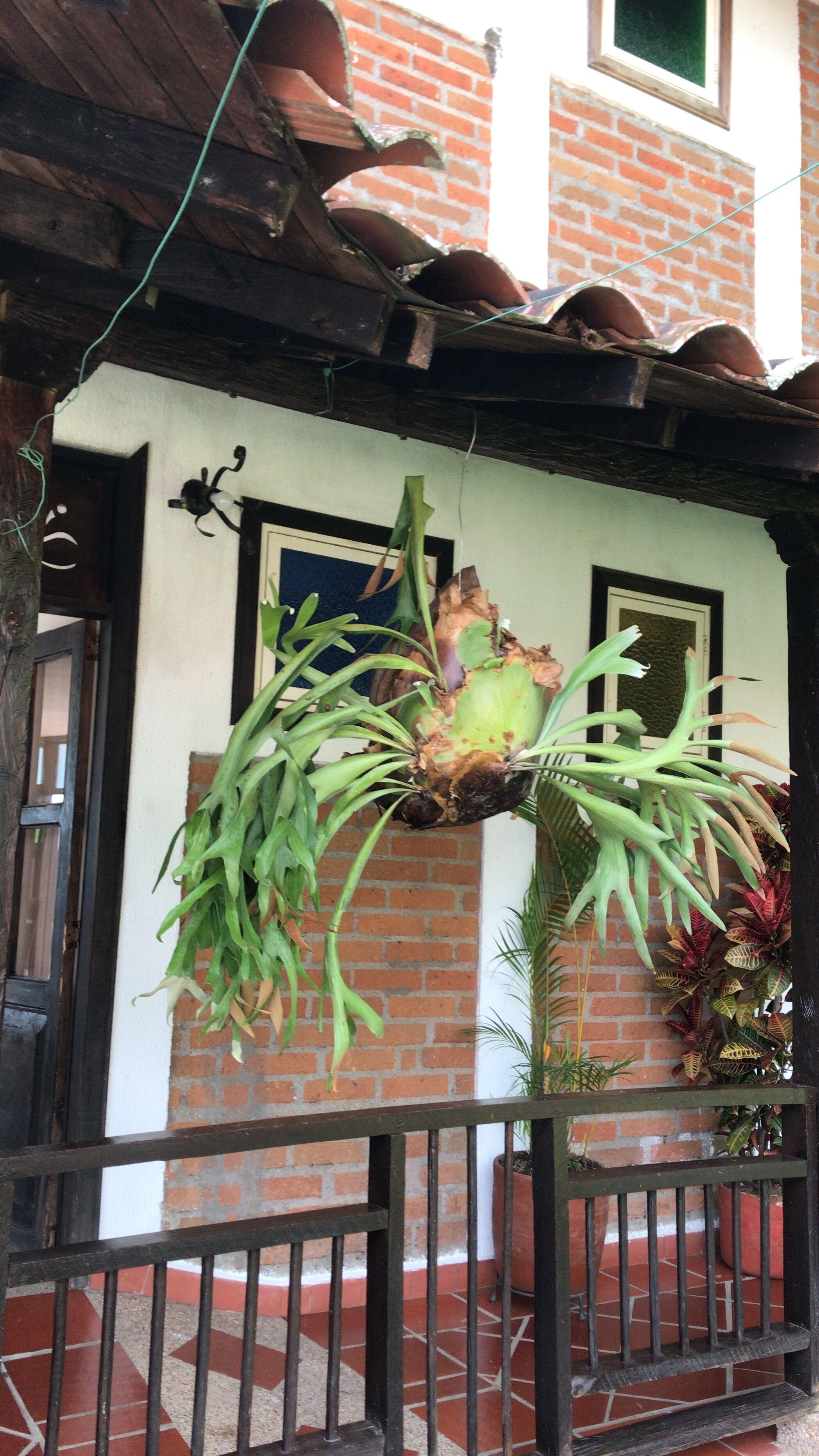 Una planta colgante con hojas verdes y base marrón, suspendida de la barandilla de un balcón.