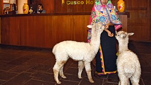 A person in traditional attire standing with two llamas in front of a wooden reception desk with a sign reading "Imperial Cusco Hotel". - Imperial Cusco Hotel (Cusco)