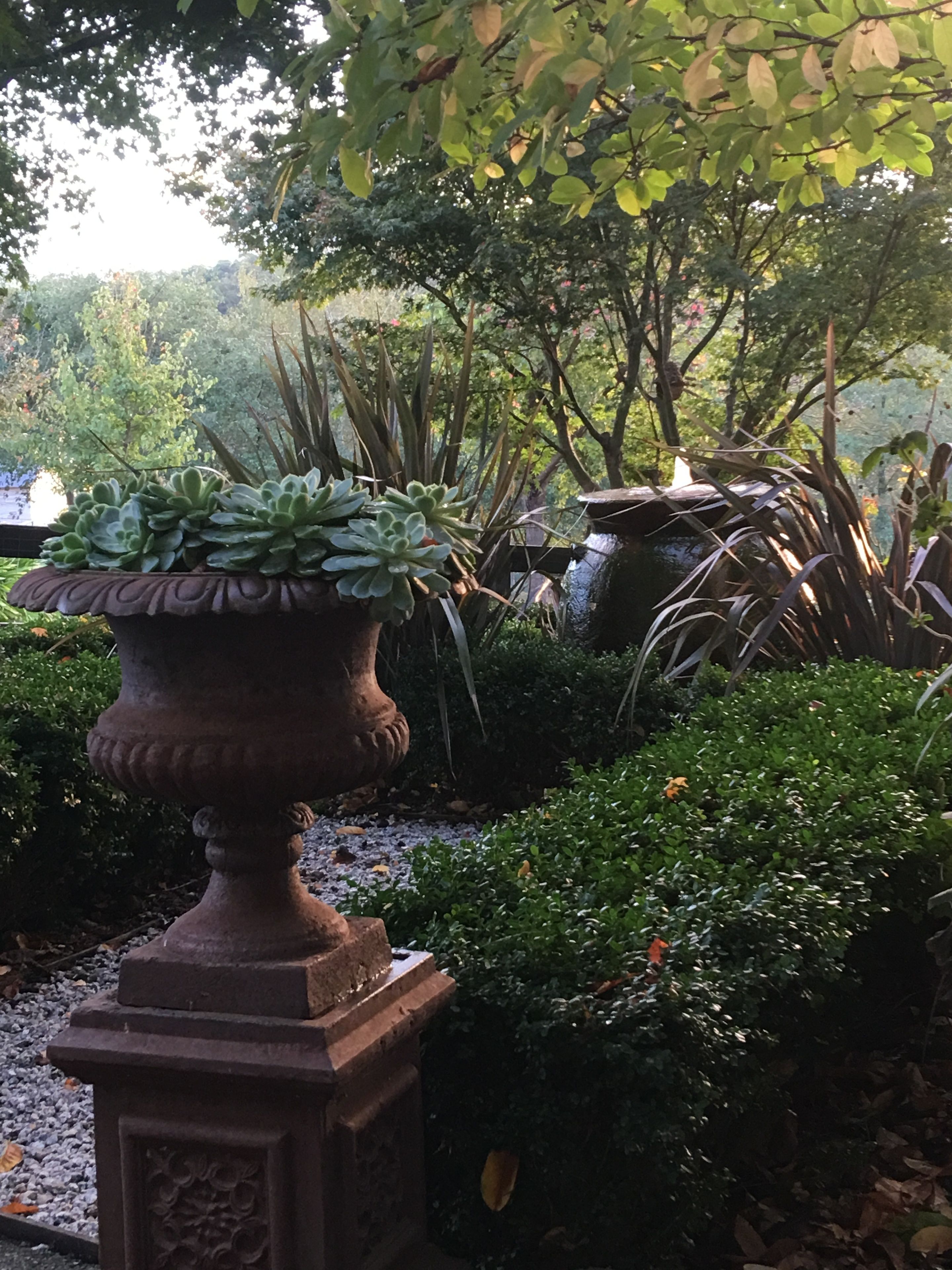 A garden with a large planter containing succulents, surrounded by various plants and trees.