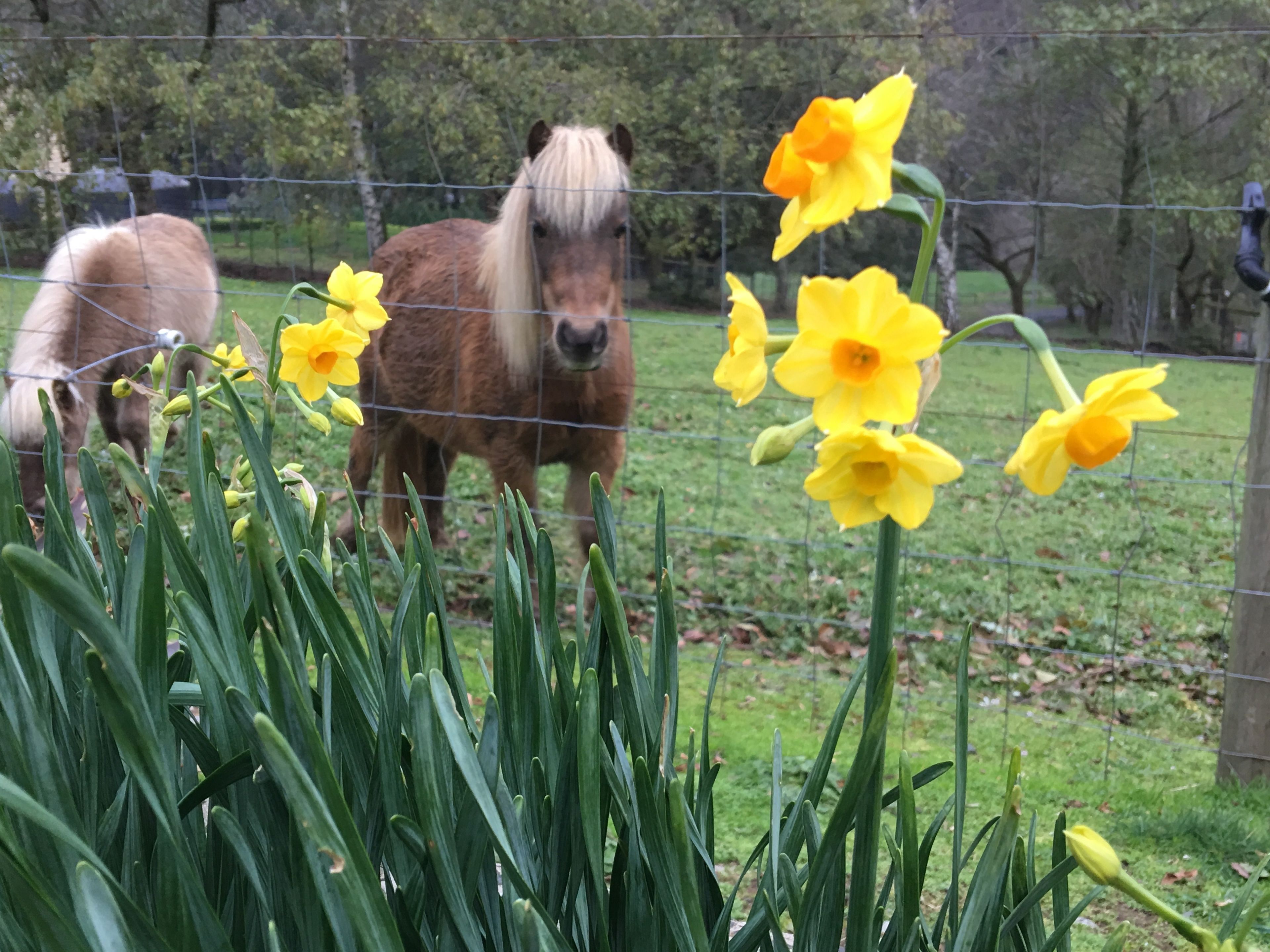 A fenced area with a pony and daffodils.