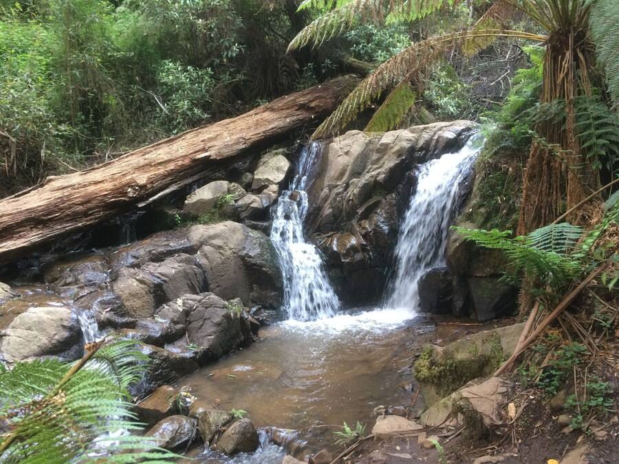 A waterfall in a forested area with rocks and ferns.