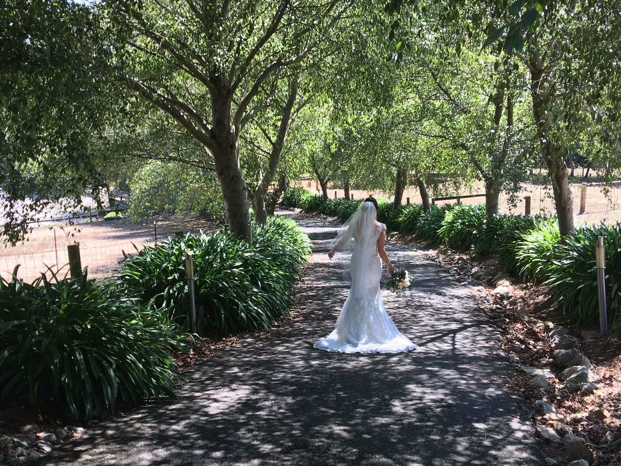 A pathway surrounded by lush greenery and trees, leading to a building.