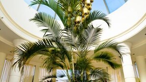 A large indoor palm tree with a glass ceiling. - La Palmora Suites (Eilat)