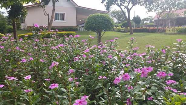 A garden with pink flowers and a house in the background. - The Homestead Resort Pakchong (Pak Chong)