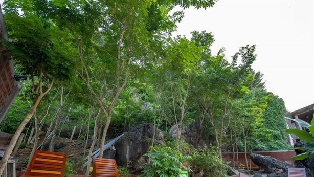Un banco y una silla de madera en un jardín con árboles y rocas.