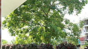Un árbol de follaje denso en un entorno urbano, con edificios al fondo.