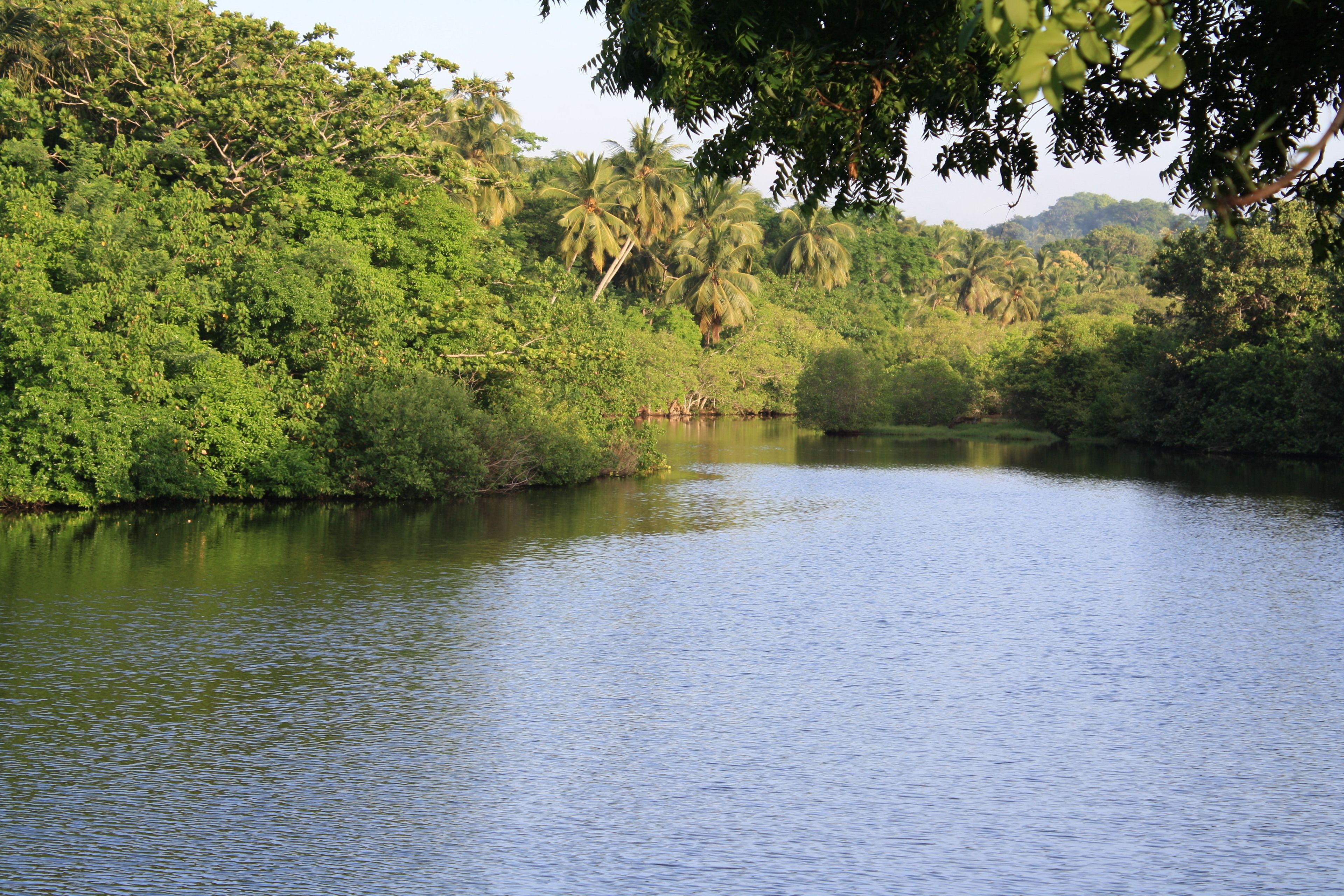 Une rivière paisible, bordée d’une végétation luxuriante et de palmiers.
