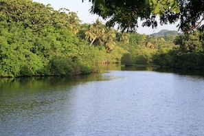 A calm river surrounded by dense greenery and palm trees.