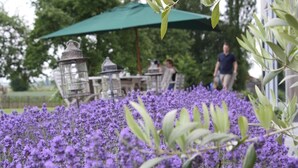 Un jardín con flores púrpuras y un paraguas verde.
