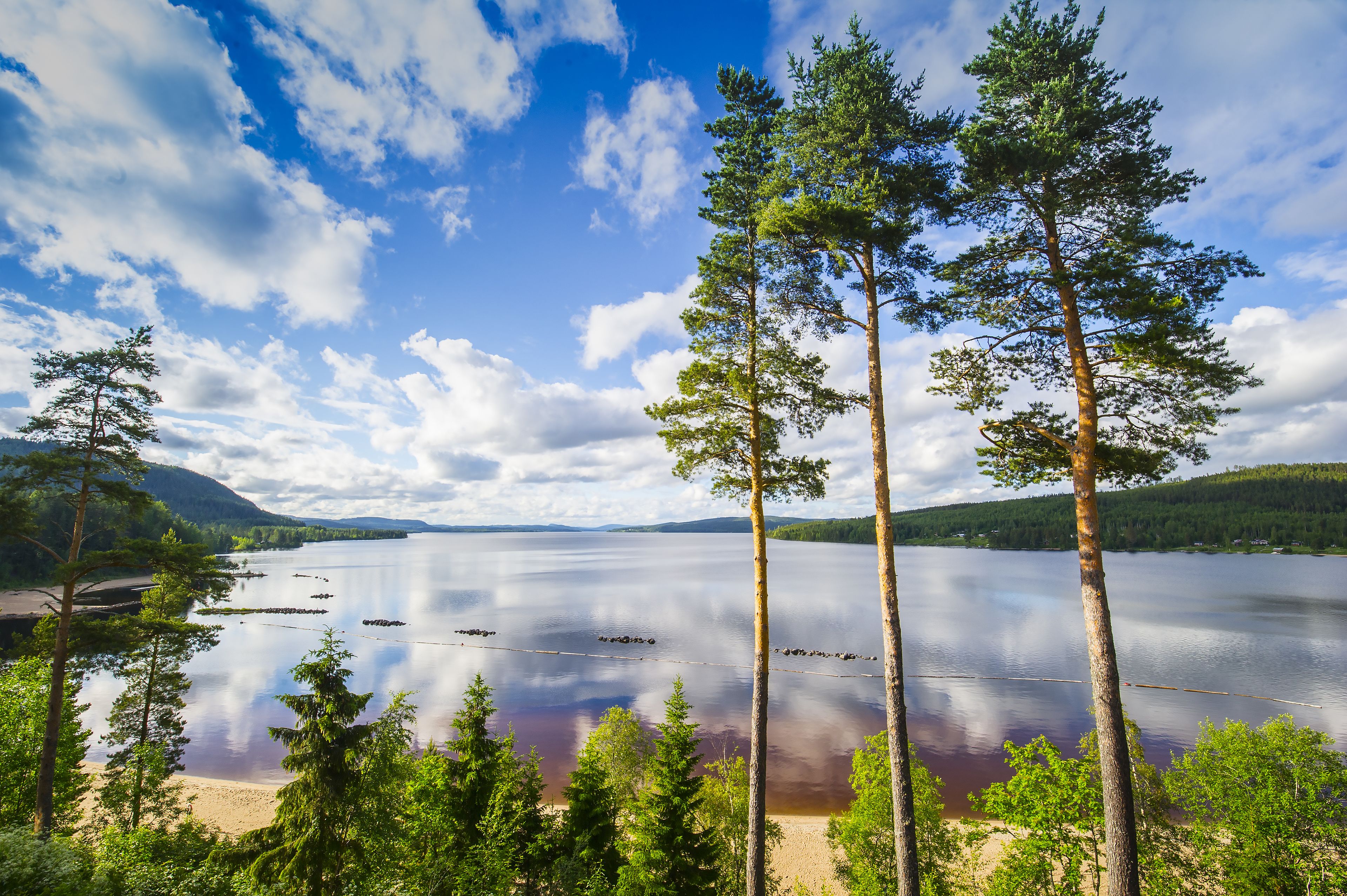 A serene lakeside view with tall trees and a clear sky.