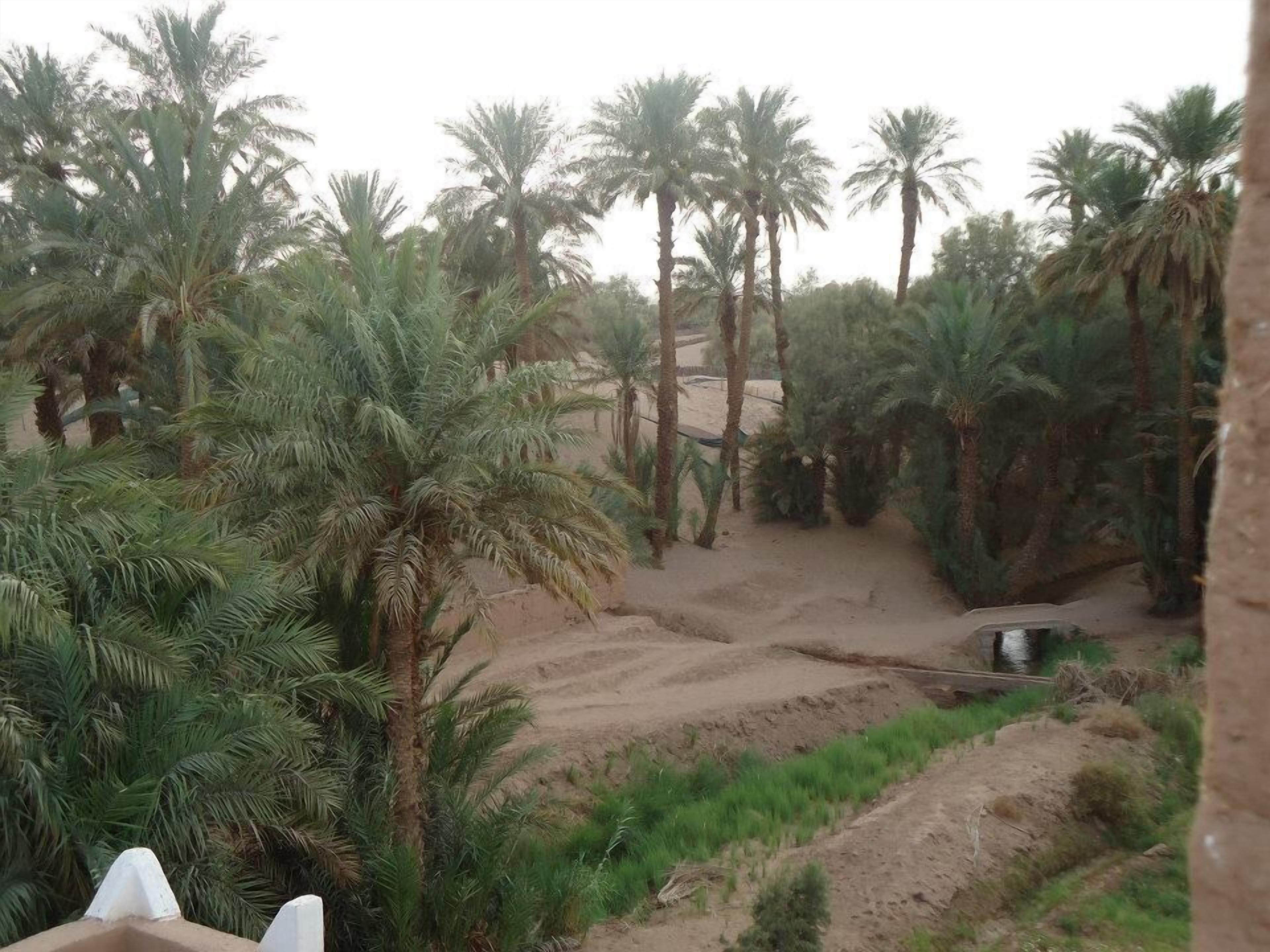 A landscape with palm trees and a dirt path.